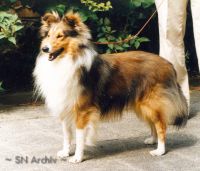 Sir_Sammy_vom_Watzenstein_500.jpg