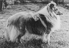 lassie_von_der_hutzelschweiz_500.jpg